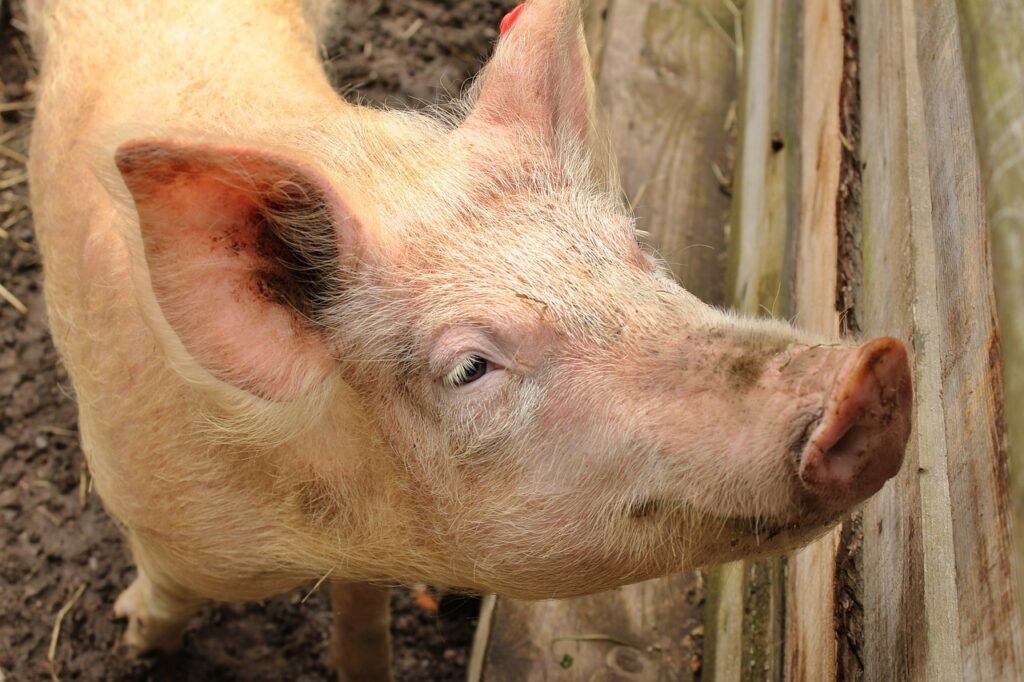 pig, pork, nature-4211564.jpg