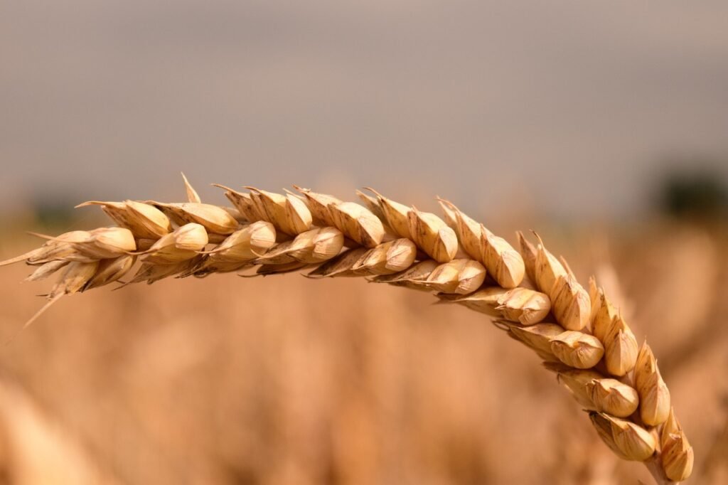 wheat, wheat ear, grain-1541336.jpg